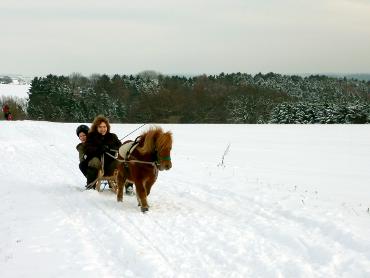 Pony zieht einen Schlitten